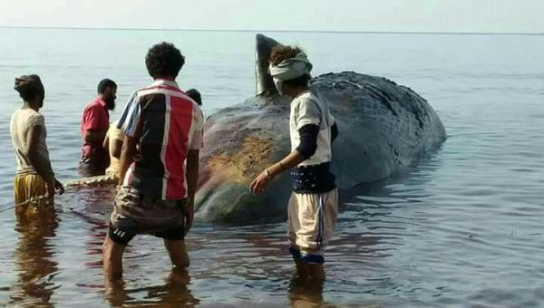 شاهد صور لحوت ضخم قذفه البحر الى شاطئ البريقة في عدن