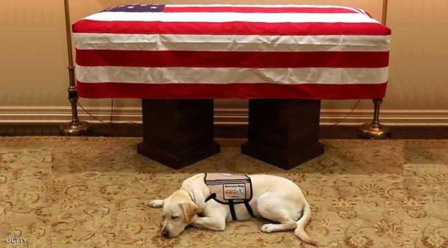 صورة تجسد الوفاء..كلب بوش لا يتخلى عنه حتى بعد موته