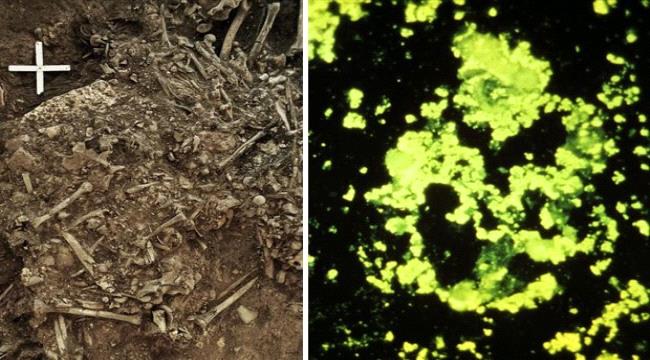 اكتشاف أول سلالة طاعون في تاريخ البشرية في قبر عمره 5000 عام