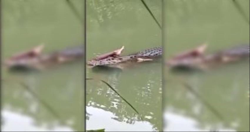 شاهد بالفيديو.. مشهد مروع لتمساح يحمل جثة رجل بين فكيه