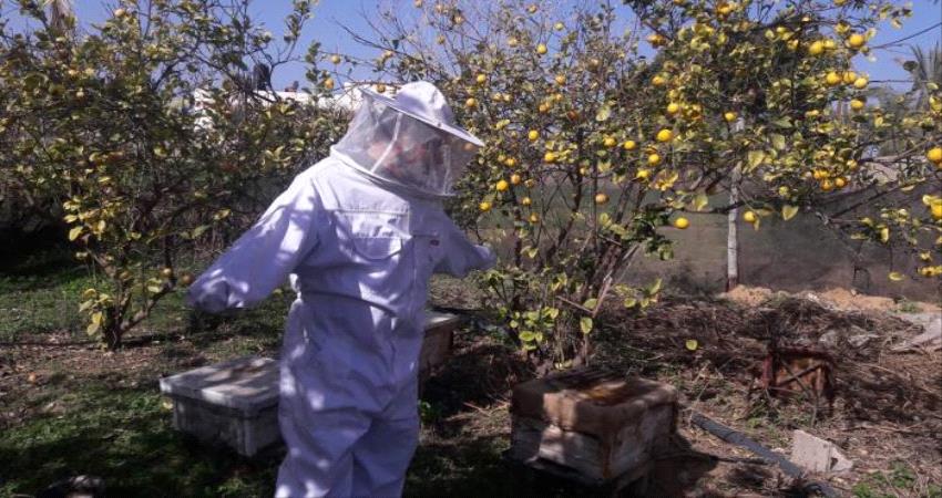 العلاج بلسع النحل في غزة.. إقبال المرضى يتحدى الطب