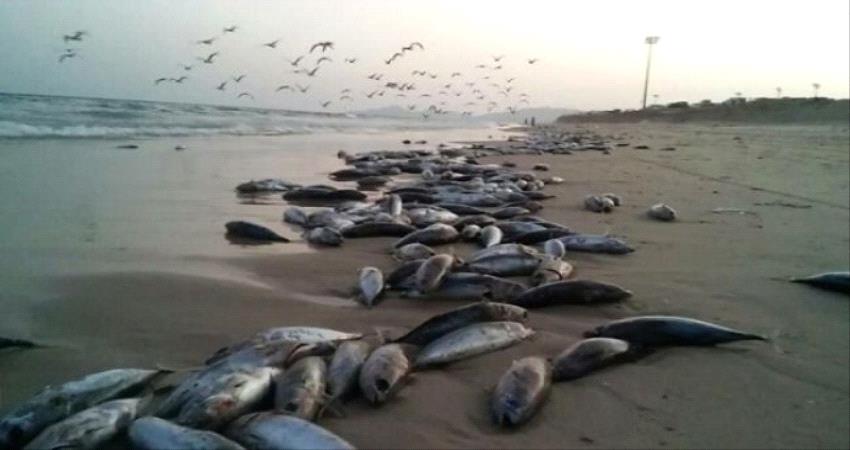 نفوق كميات كبيرة من الاسماك الى سواحل محافظة #شبـوة - صورة