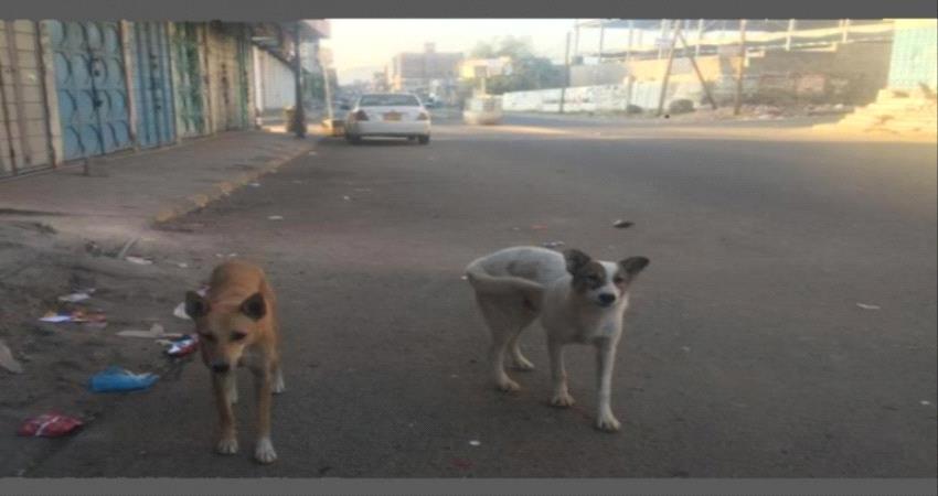 إستياء شعبي من إنتشار الكلاب الضالة في شوارع سيئون ب#حضـرموت