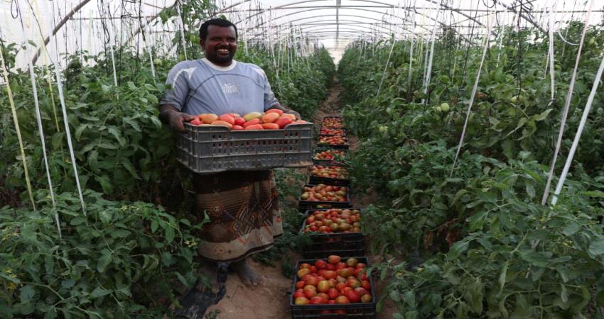 «إعمار اليمن» ينهض بقطاع الزراعة في الجوف