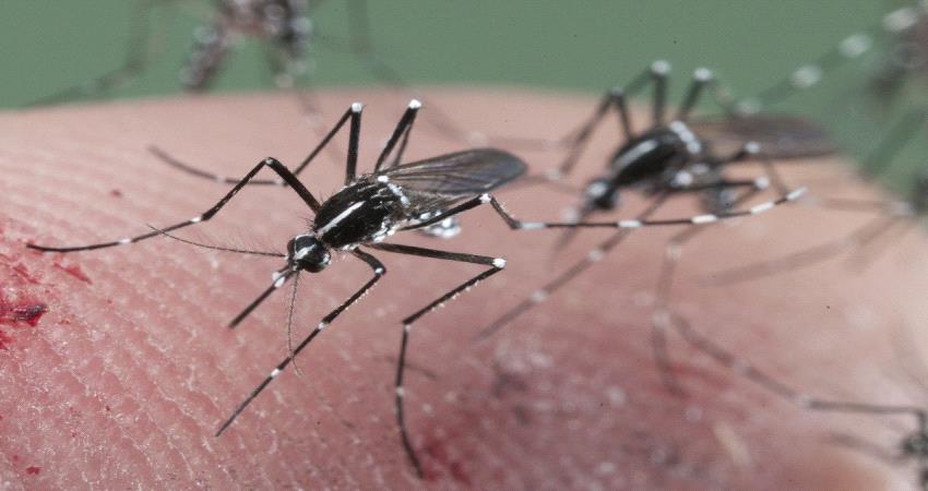 8 علامات تدل على خطورة لدغات الحشرات.. تعرف عليها