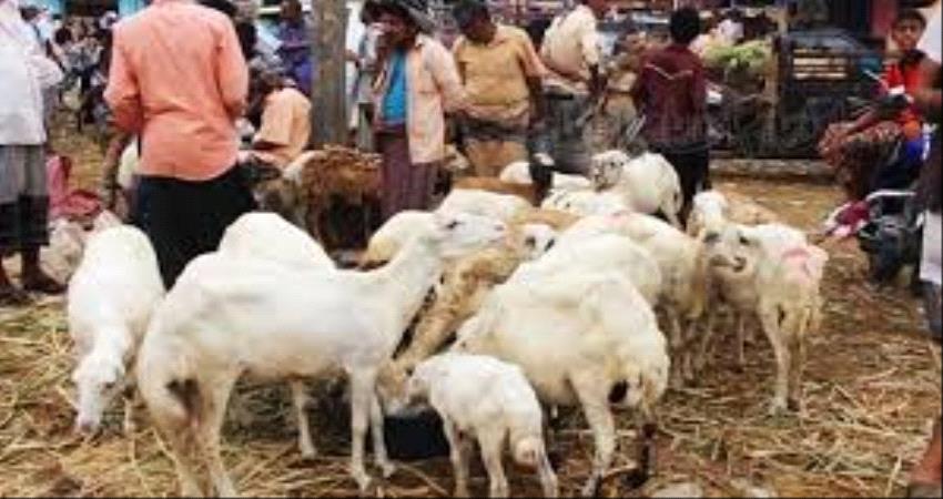 سوق الماشية شاهد حال على أعباء العيد في عدن (تقرير خاص)