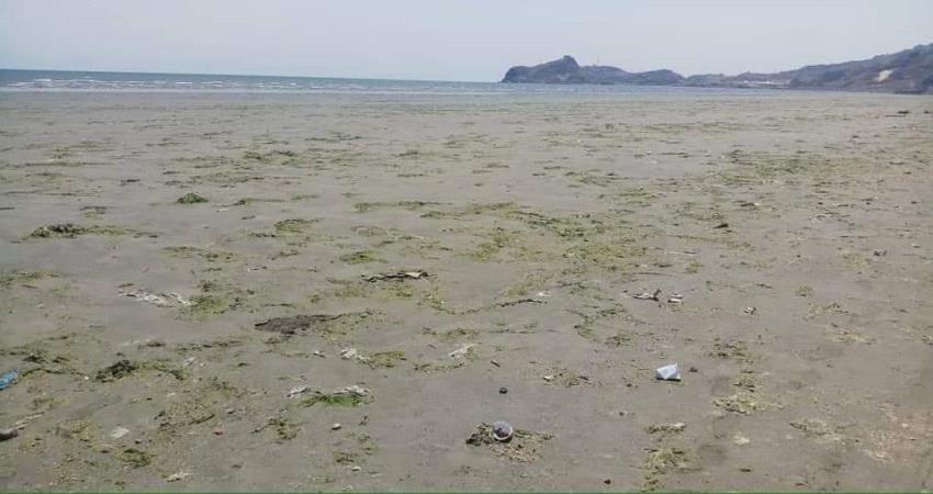 جيو فيزيائي : مؤشرات تنذر بحالة نفوق جديدة للاسماك في ساحل أبين
