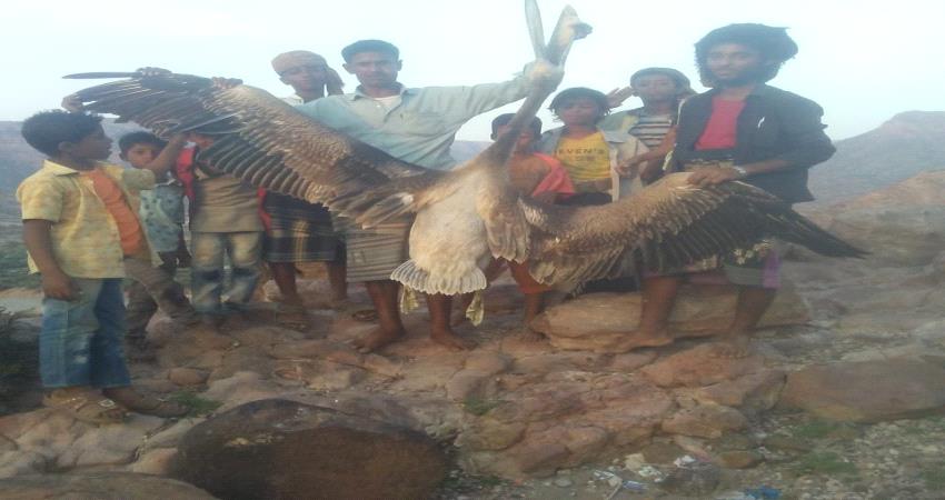 صيد طائر ثعباني في سواحل لحج