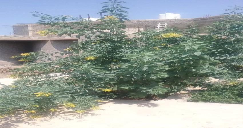ظهور نبتة غريبة وسامة في الضالع جنوب اليمن "صورة"