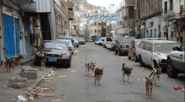 عضته علاجها ب 80 دولار .. حرب على الكلاب بعد انتشارهم في شوارع عدن " تقرير "