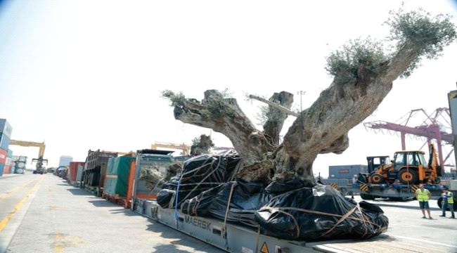 ميناء صلالة العماني يوضح حول ما يتداول عن نقل أشجار من #سقطرى للإمارات