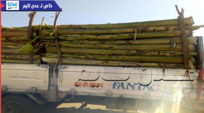 القبض على سائق شاحنة يستخدم اشجار الموز لتهريب لاجئين أفارقة