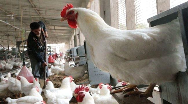 تحذيرات من إنتقال انفلونزا الطيور من صنعاء الى عدن عبر شحنات الدجاج
