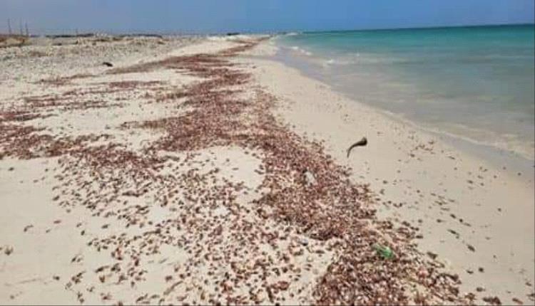 صور - نفوق كميات كبيرة من سرطانات البحر في سقطرى ومصدر رسمي يوضح