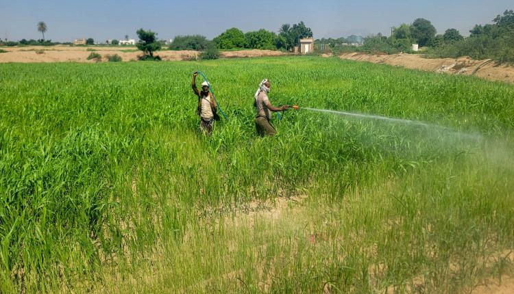 تهدد الأمن الغذائي .. حملة ميدانية في لحج لمكافحة دودة الجيش الافريقية 